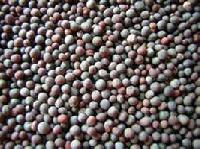Manufacturers Exporters and Wholesale Suppliers of Black Matpe Beans Ahmedabad Gujarat